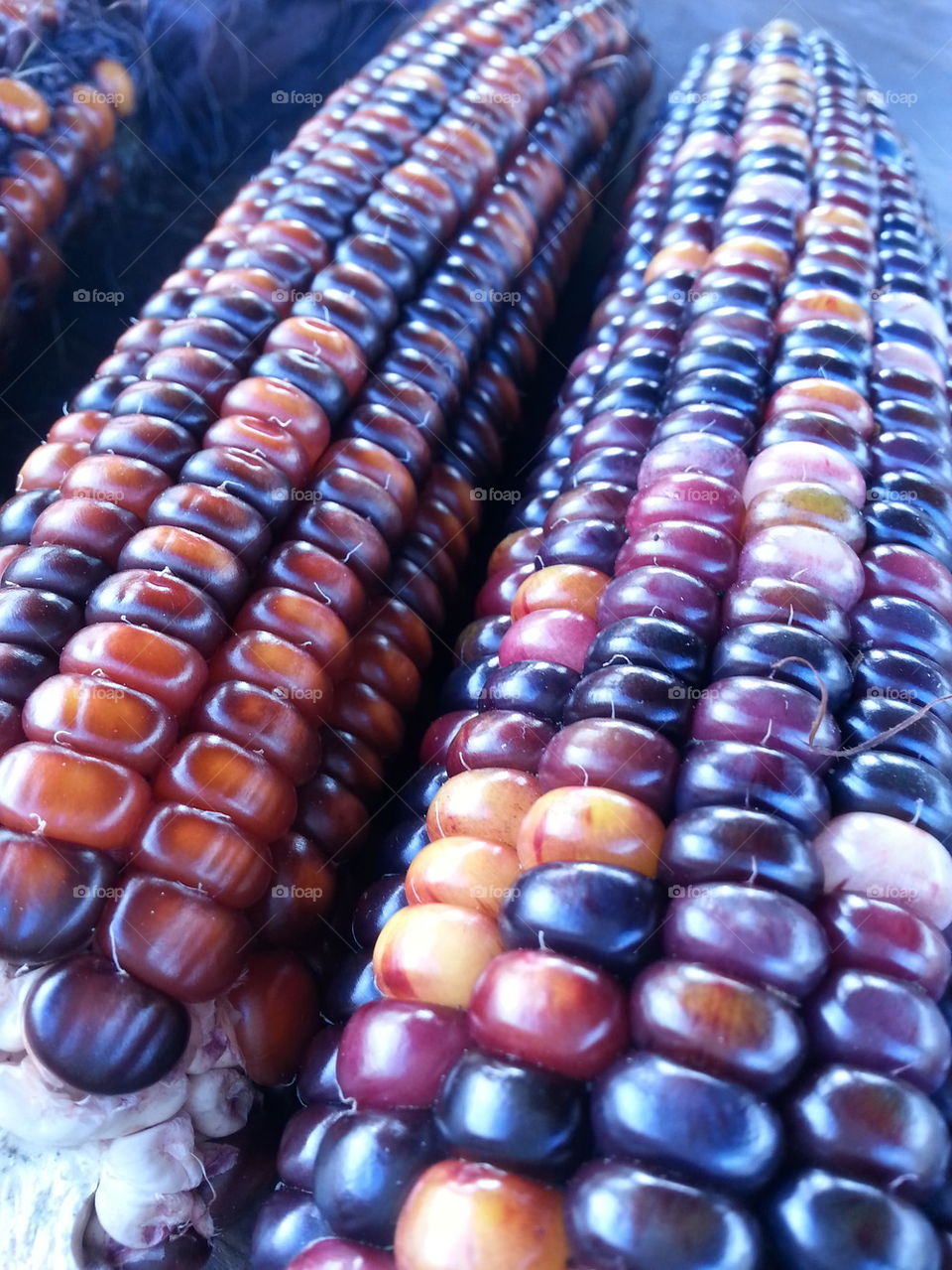 Indian corn