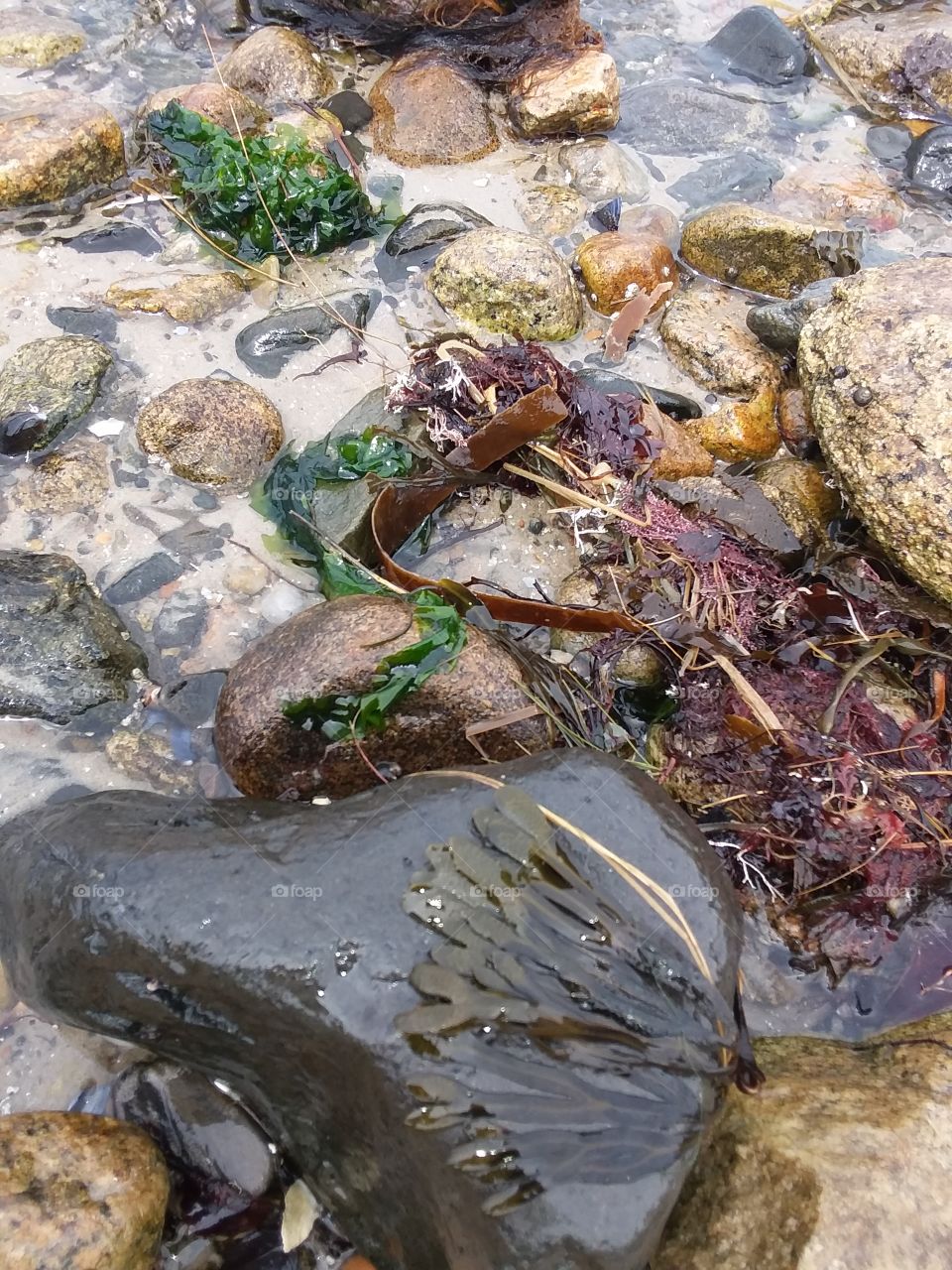 seaweed