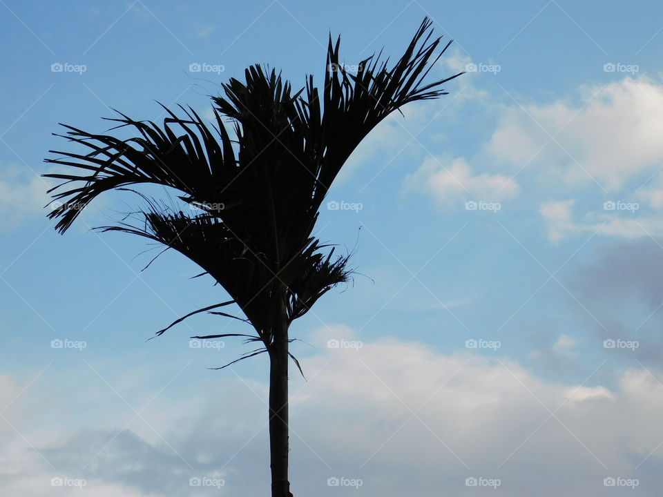 Single tree with sky background