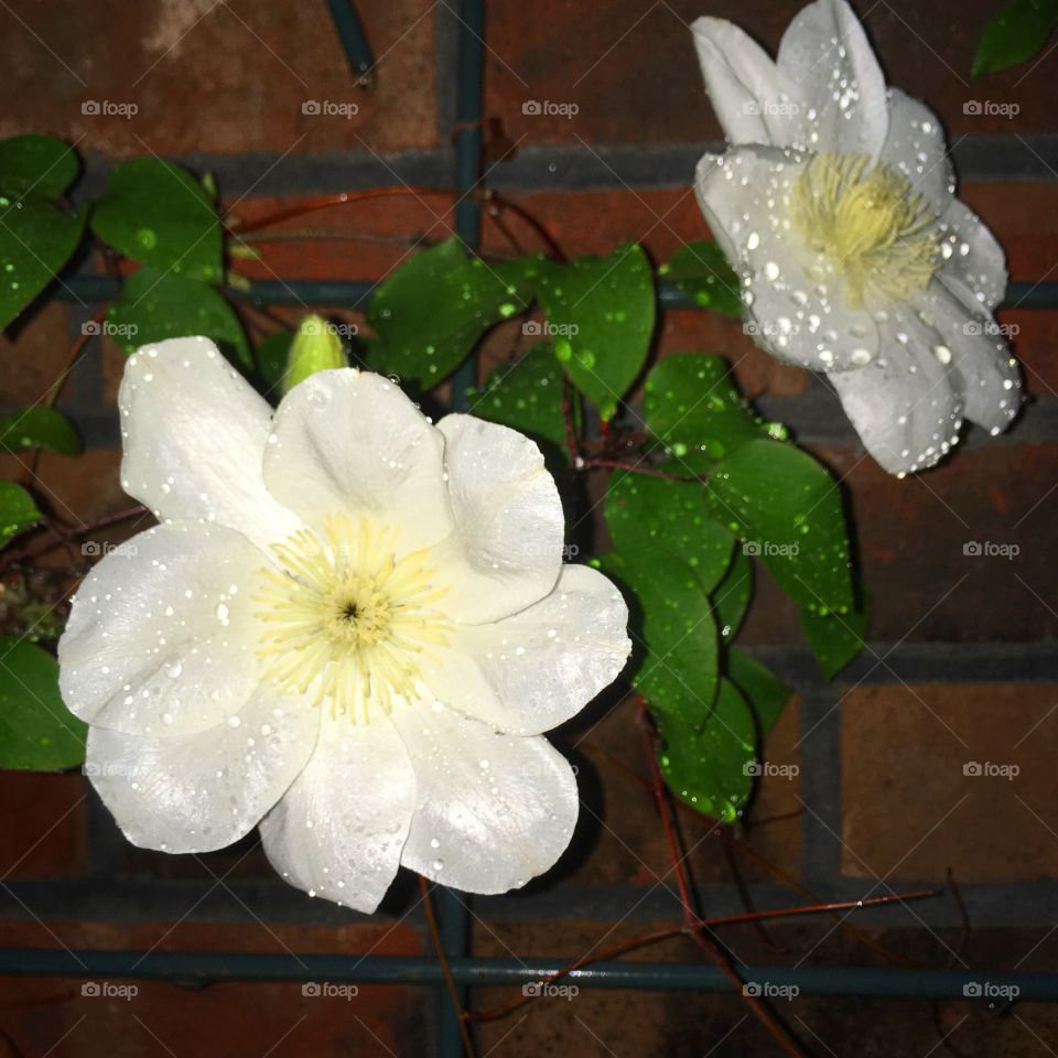 White Flower Blossoms in the Rain - Clematis 