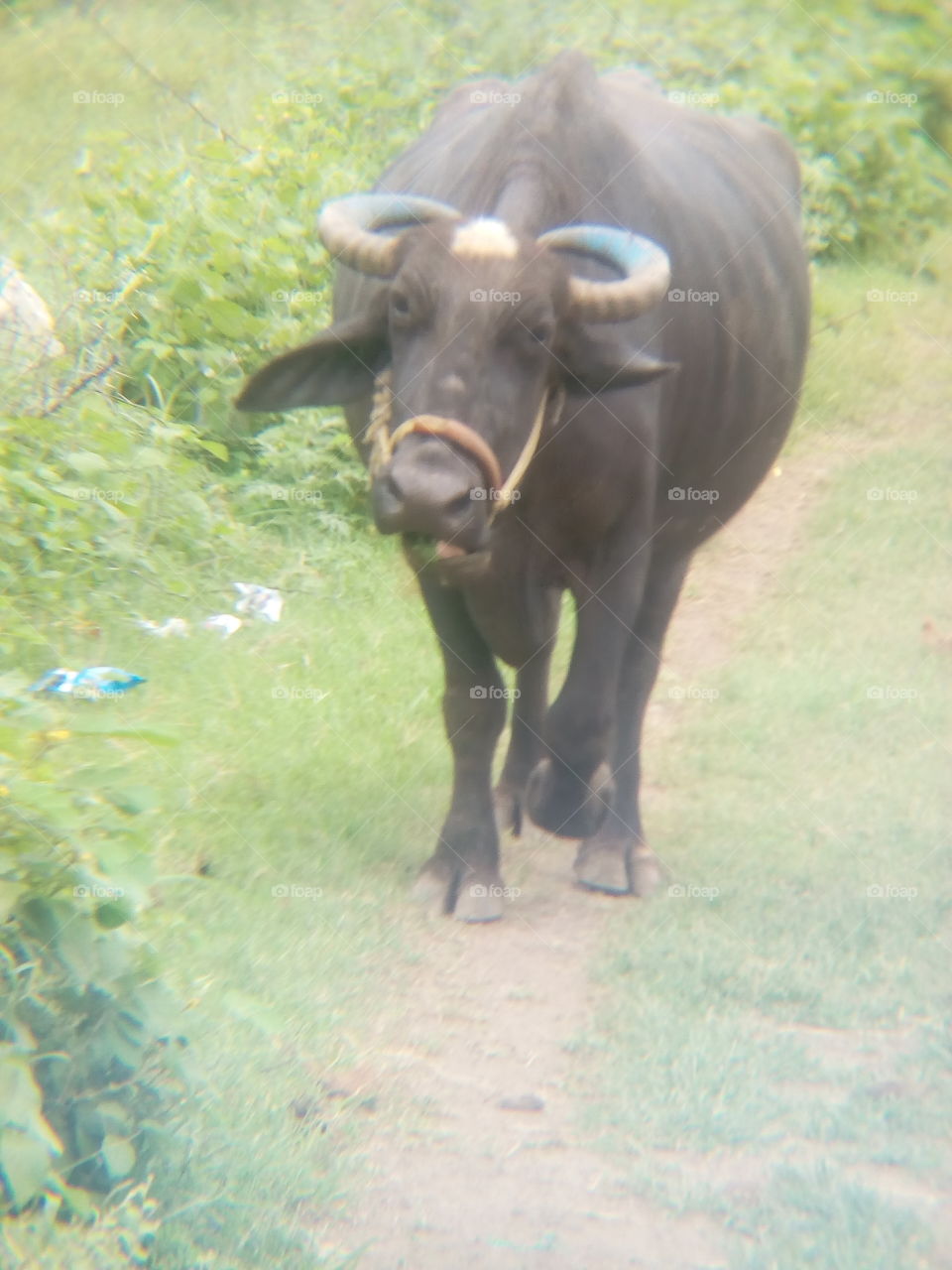 spontaneous buffalo