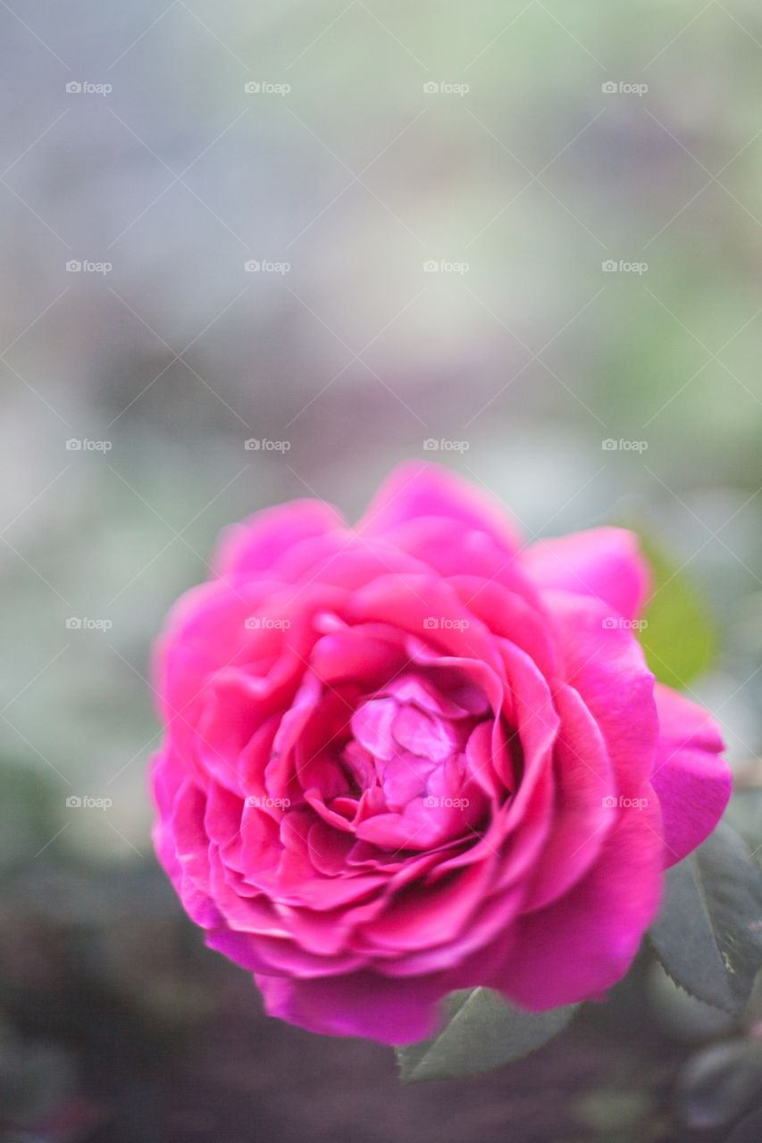 Rose, Flower, Nature, No Person, Flora