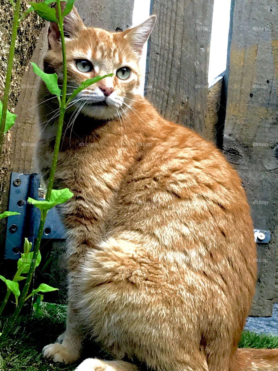 Cat posing for the camera, in front of a gate