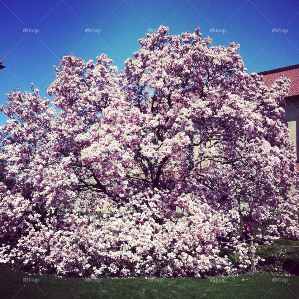 Flower, Tree, Cherry, Season, Springtime