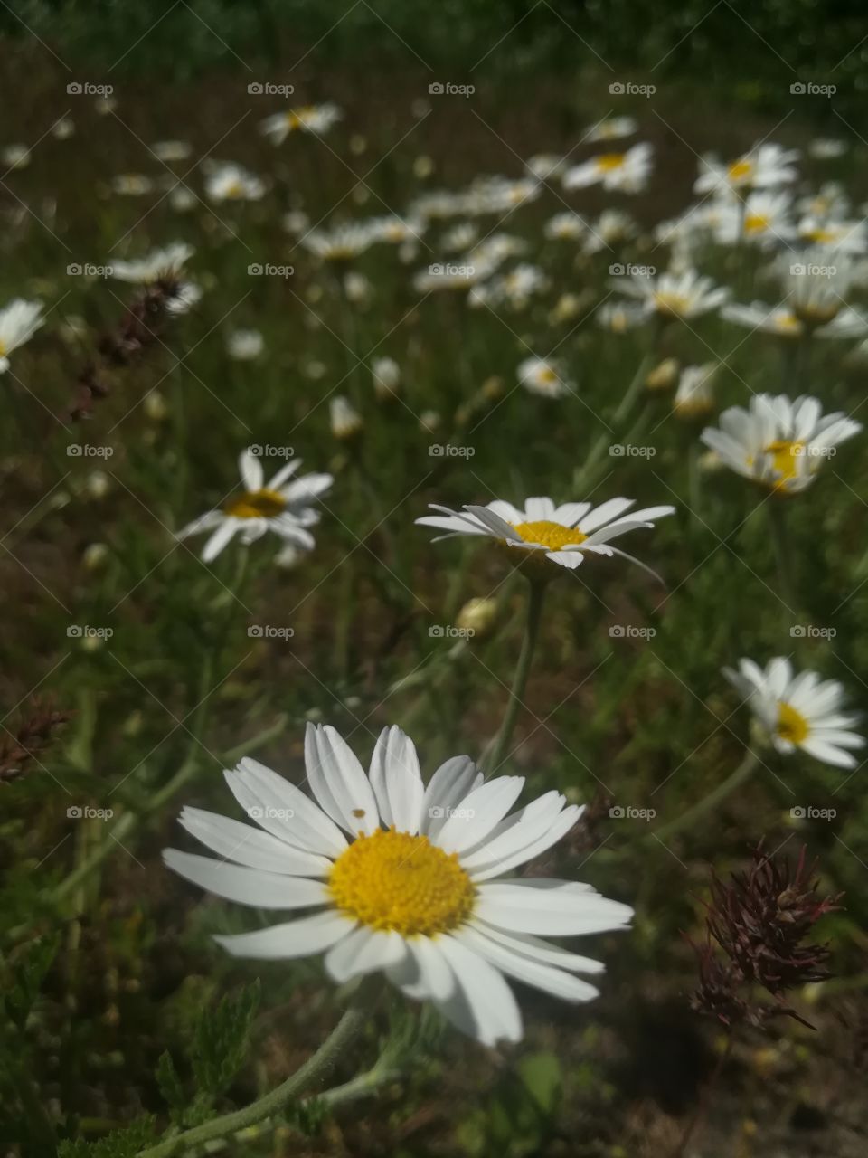 Lovely Flowers