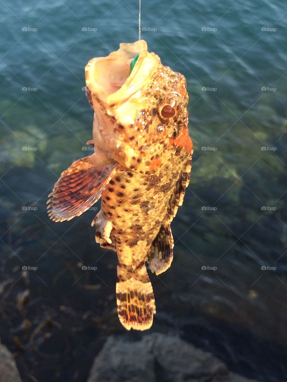 Sculpin, one poisonous fish 