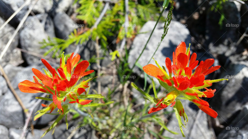 Two Indian Paintbrushes