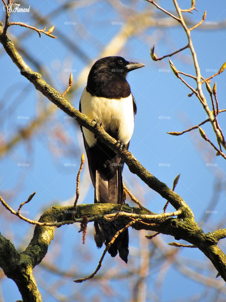 Magpie