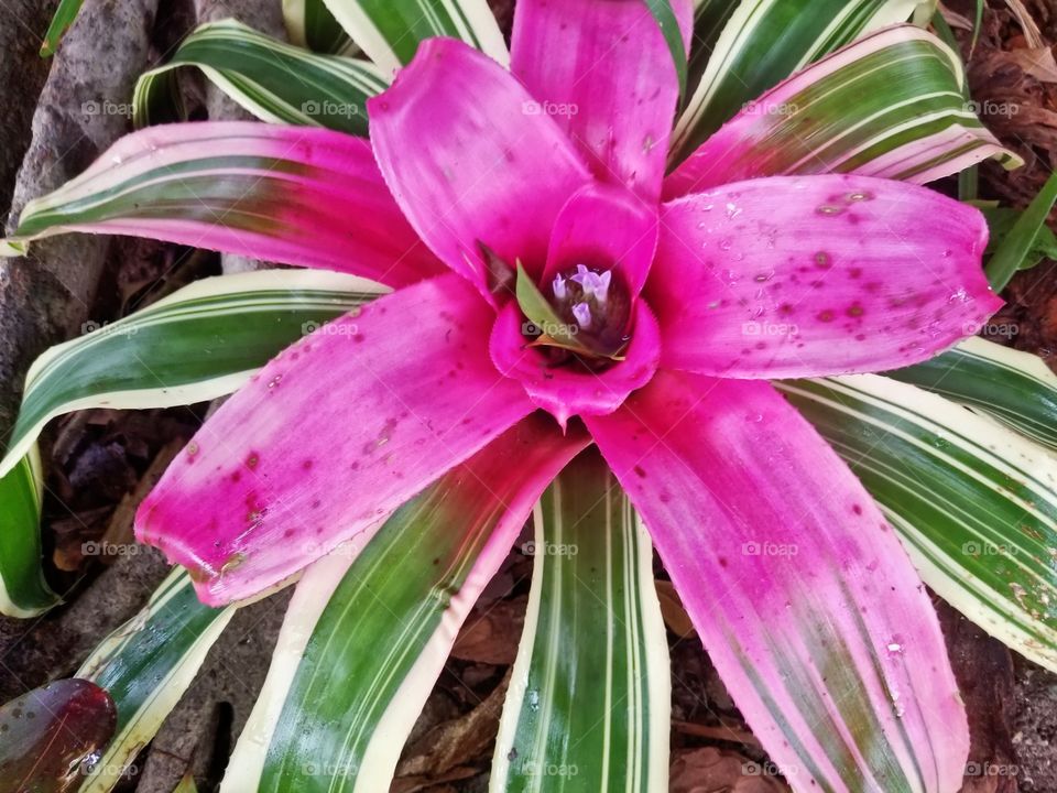 Beautiful tropical pink flower after a rain storm