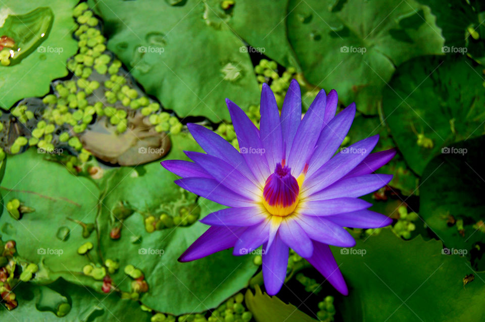 Elevated view of waterlily in water
