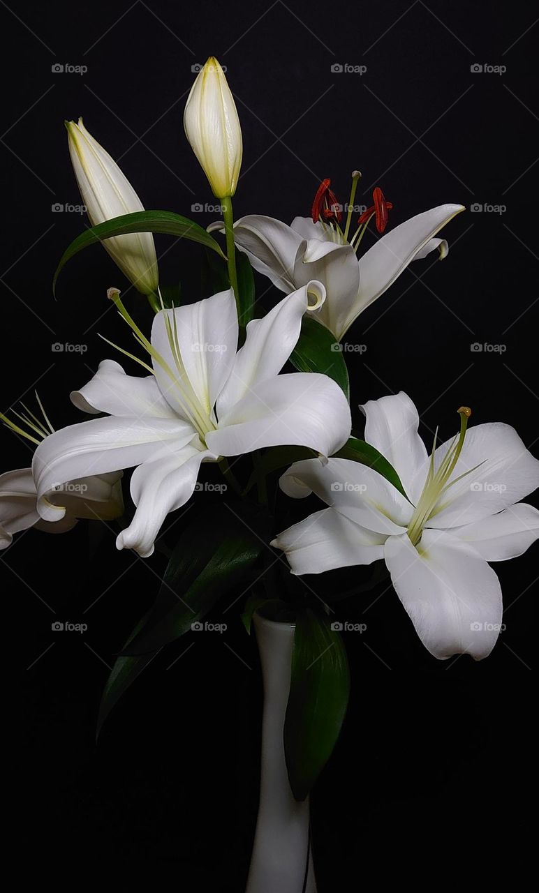 Blooming lily buds🤍 White lily in the vase🤍