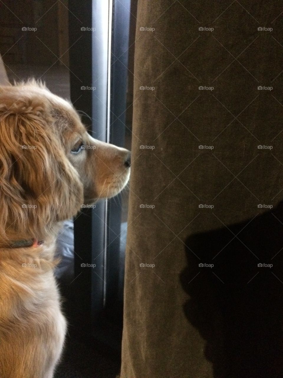 Waiting. Puppy waiting for its owner to return