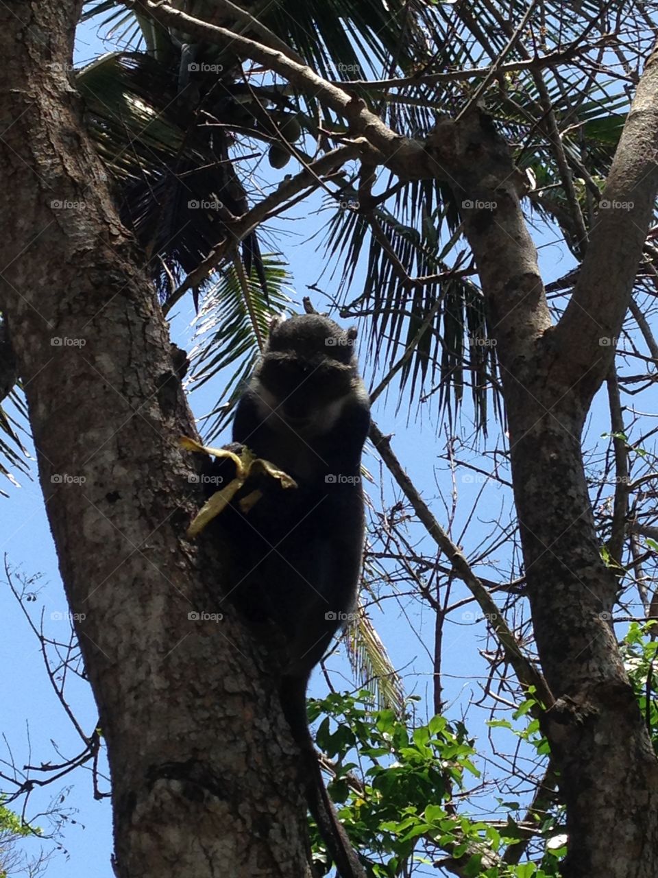 A monkey on a tree in Kenya