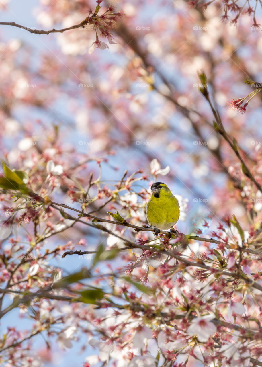 Bird in tree