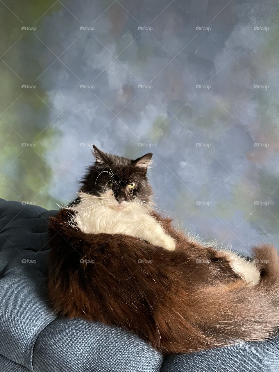Boudoir cat portrait, sexy Maine coon