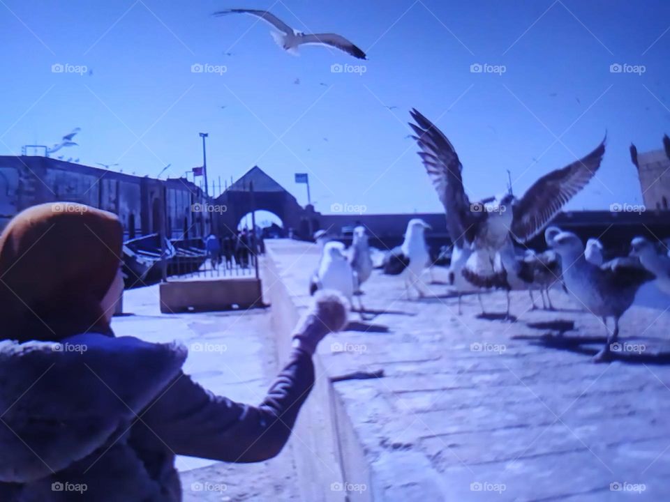 my dauther feeds the seagulls bird.