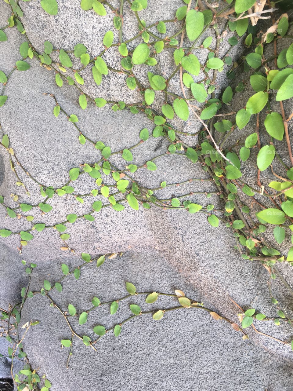 Climbing vine