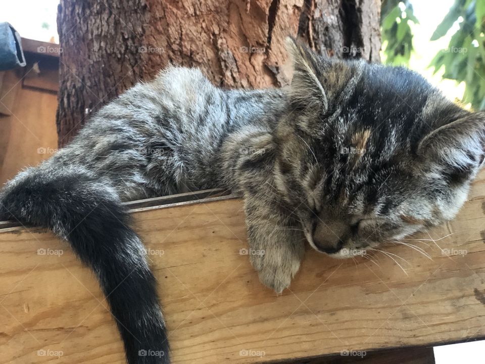 My little kitten, suzu, resting on our job site.