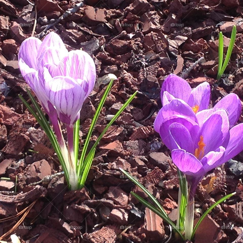 Beautiful purple flowers blooming for the start of Spring.