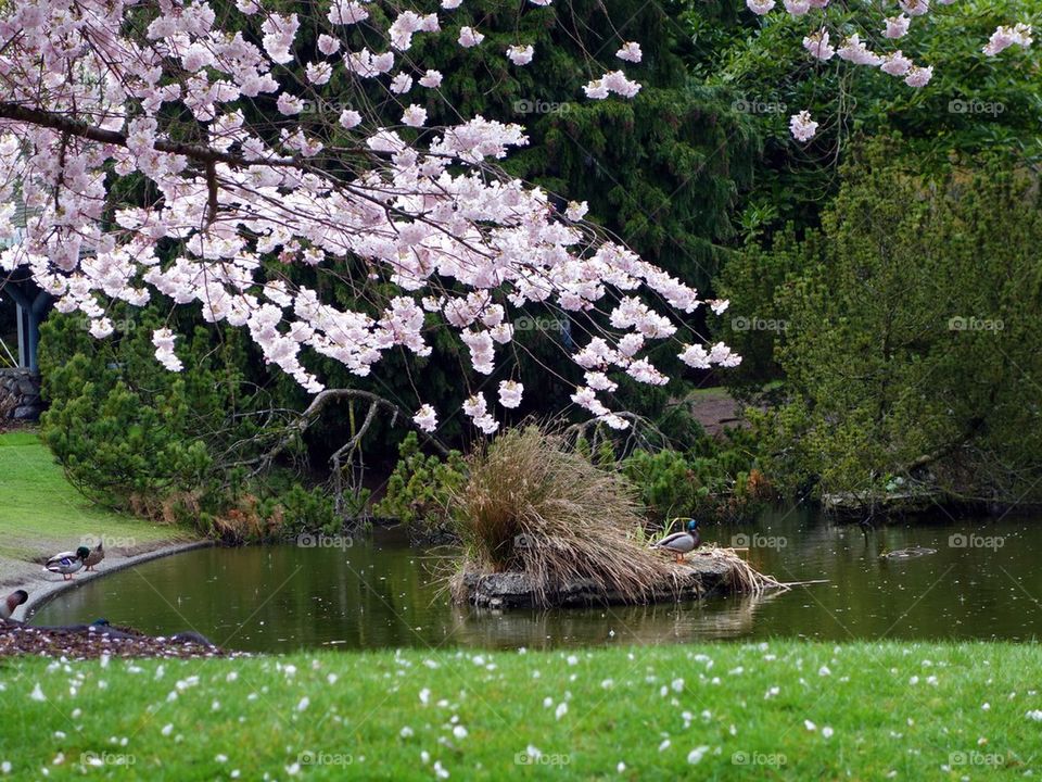 cherry blossoms over a pond