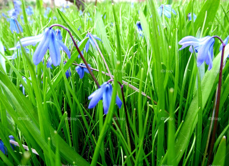 blue spring flowers