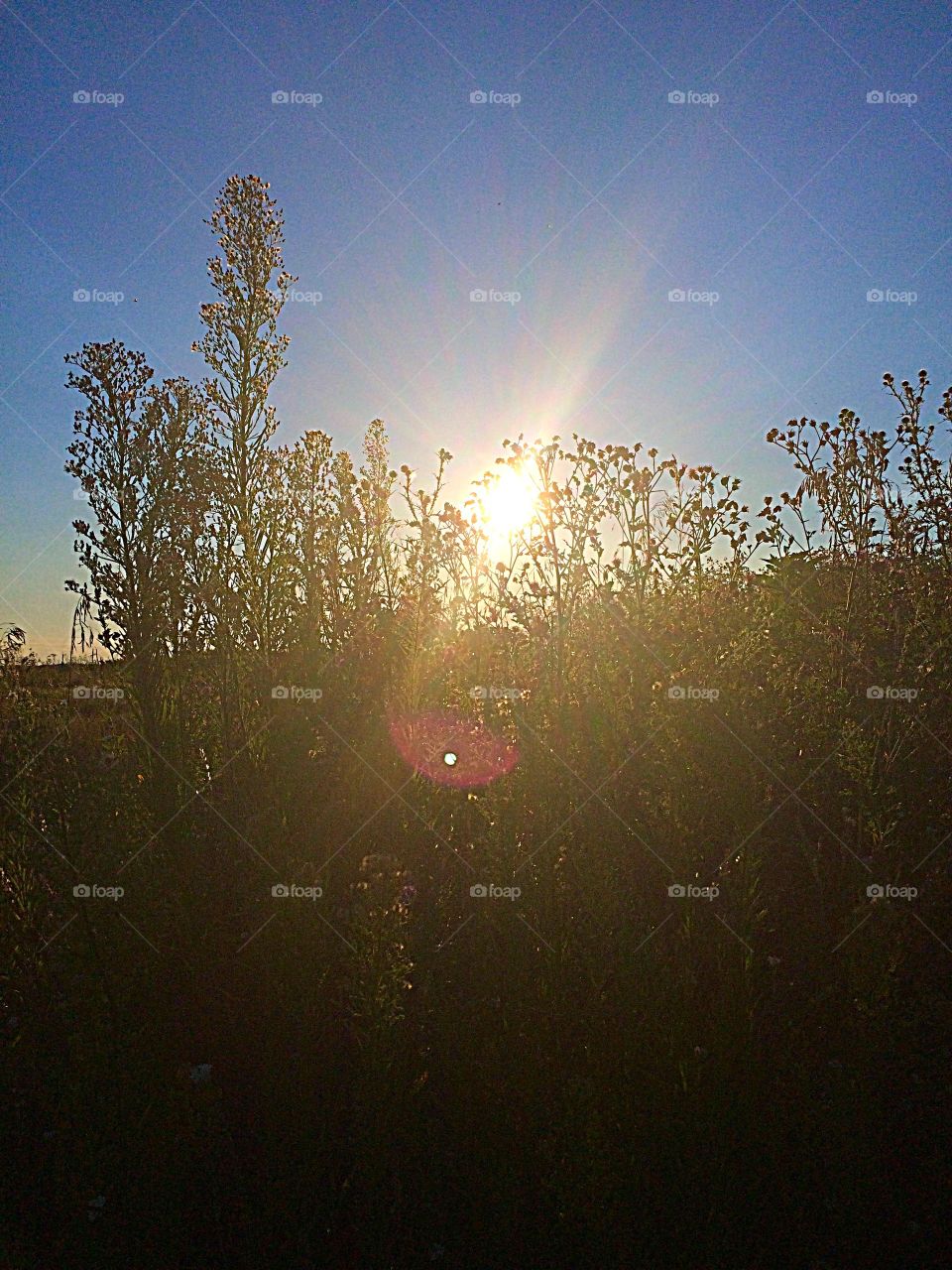 Sunshine through the crops