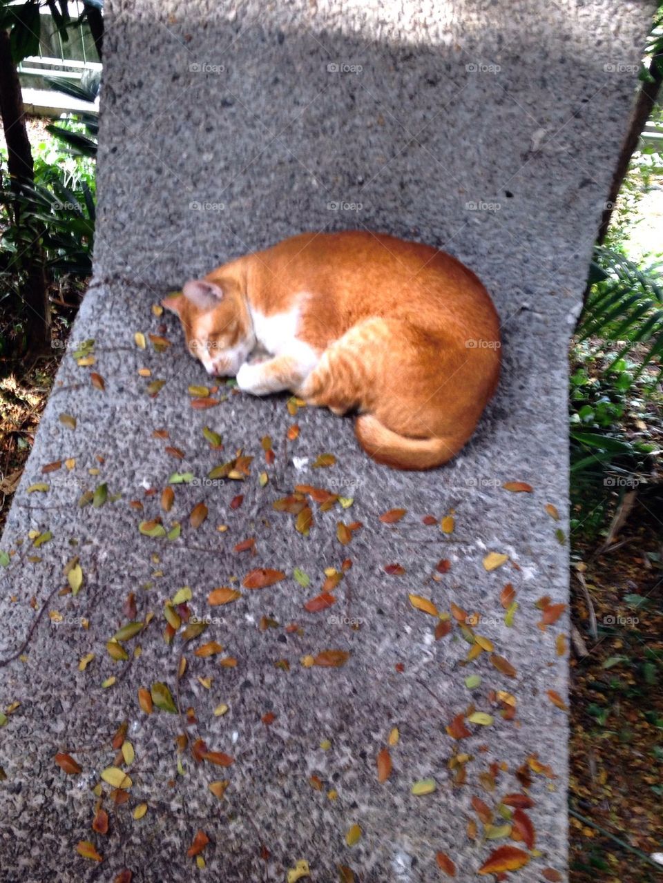 Orange cat sleeping on a stone bridge