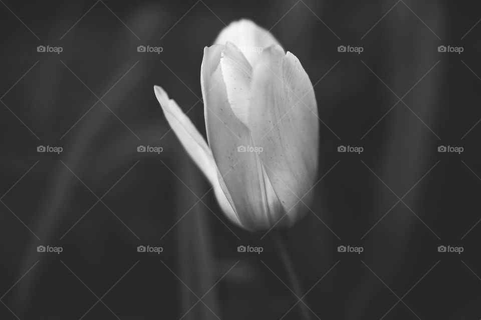 Black and White Tulip. A soft artsy photograph of a tulip soaking in the late day sunshine.