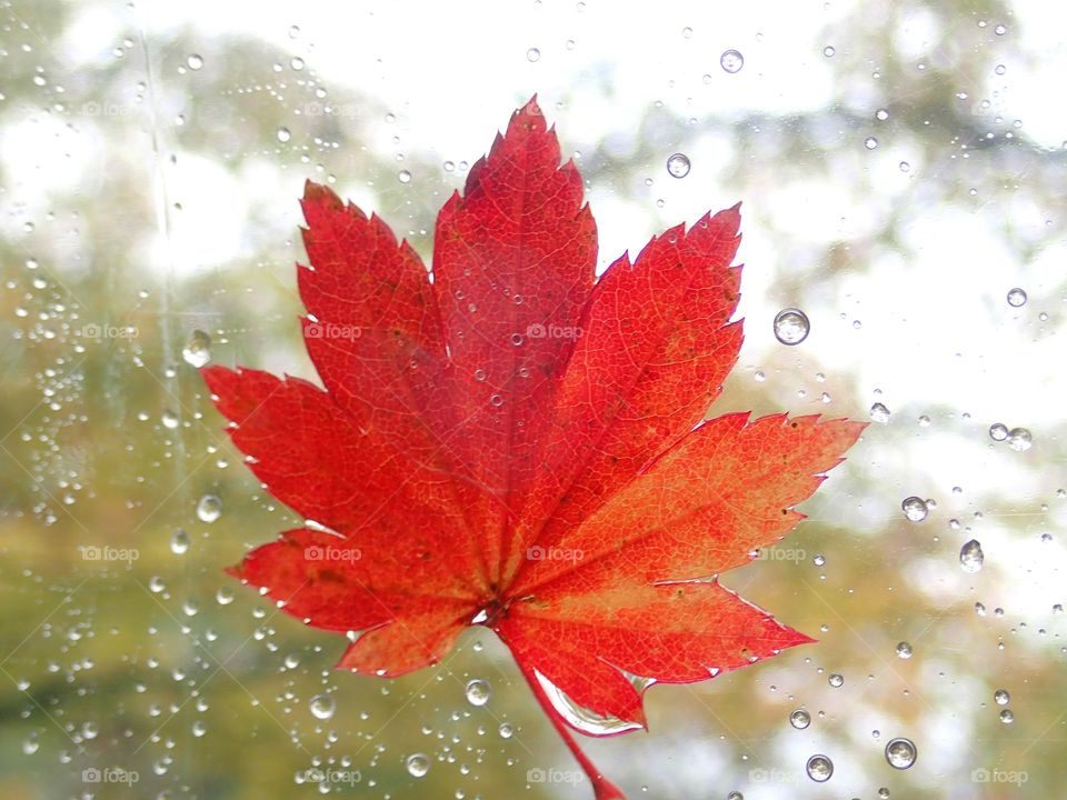 Red maple leaf