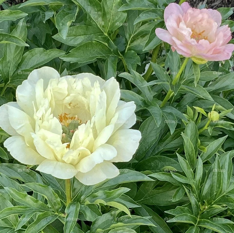 Peony Pals