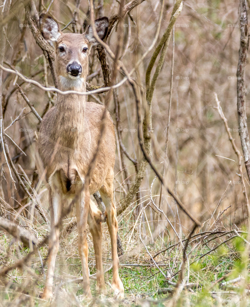 Deer through trees 