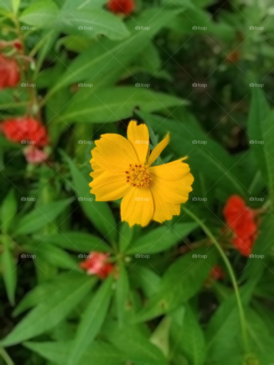 beautiful flowers and plants
