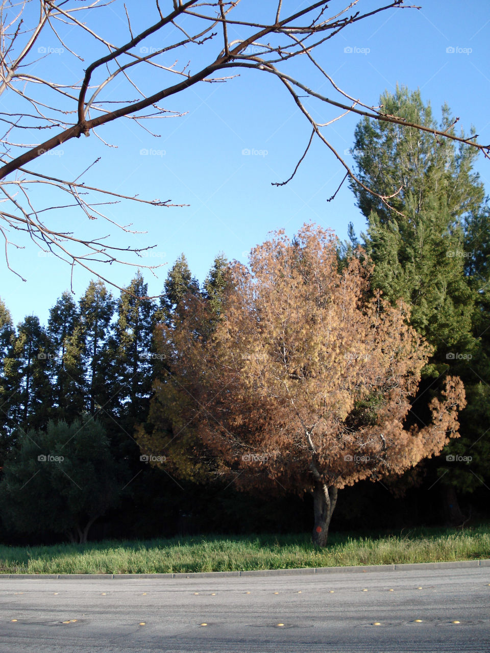 A fawn tree among the greens - natures blessings.