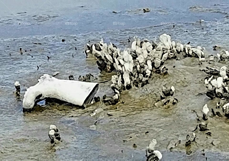 A white boot in marshland