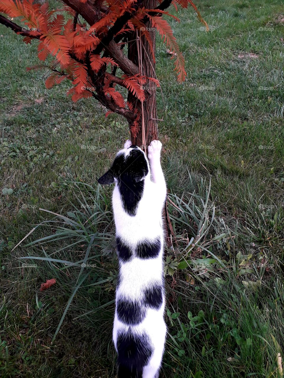 black and white  cat sharpens claws on metasequoia trunk