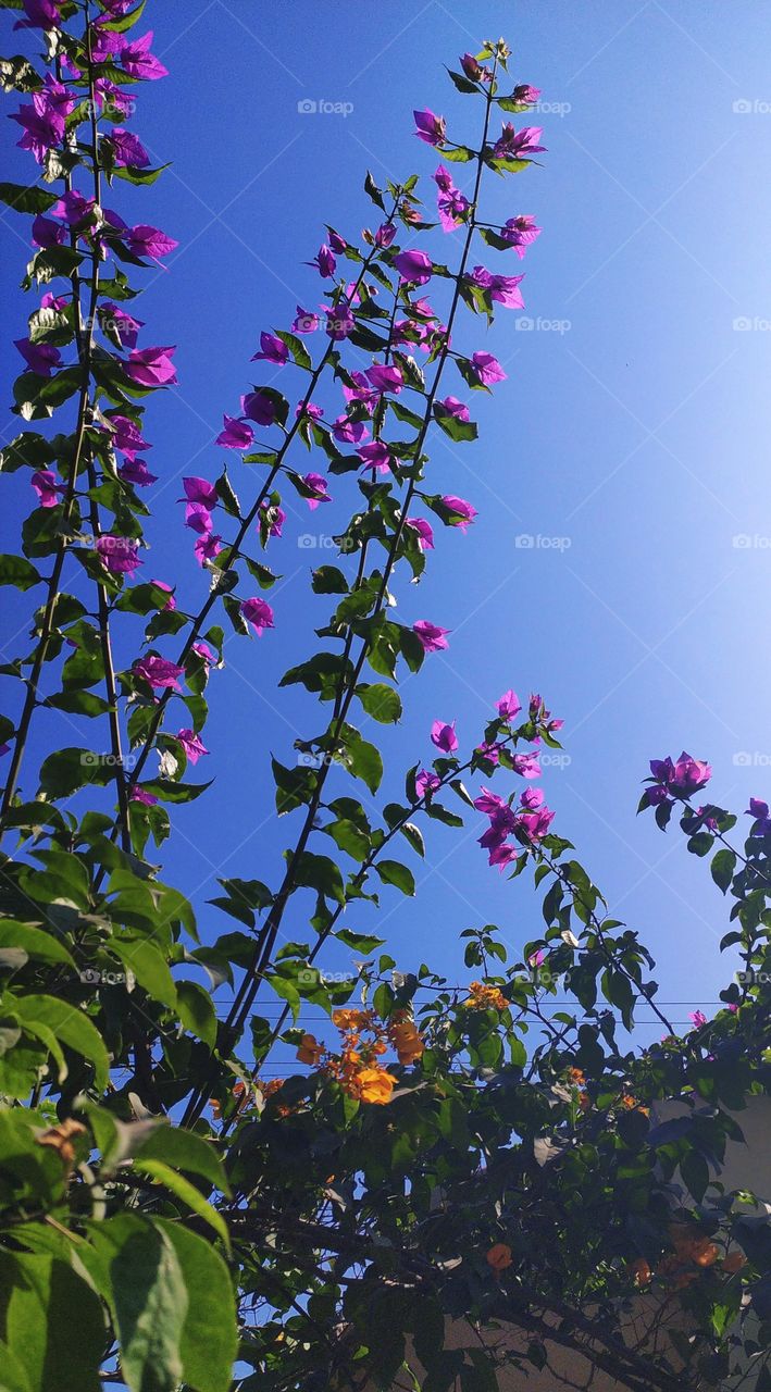 Wonderful view of bougainvillea blooming with a brilliant blue sky on the backdrop in late October afternoon