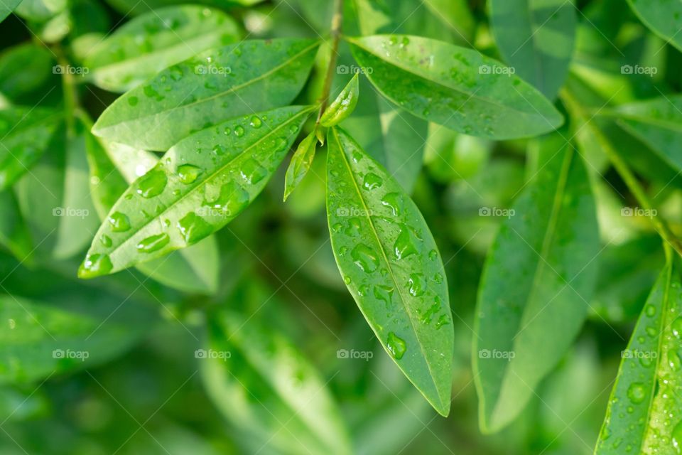 green leaves covered with rain