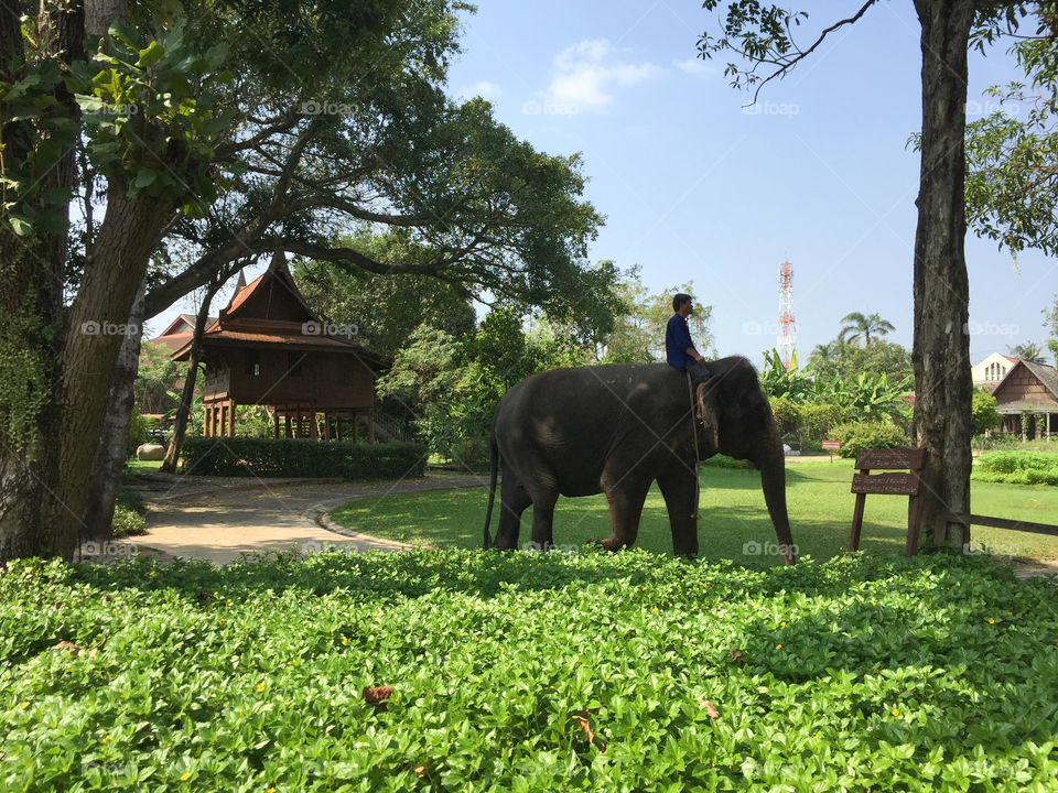 An elephant & Thai house 