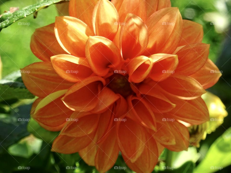 Orange bloom
