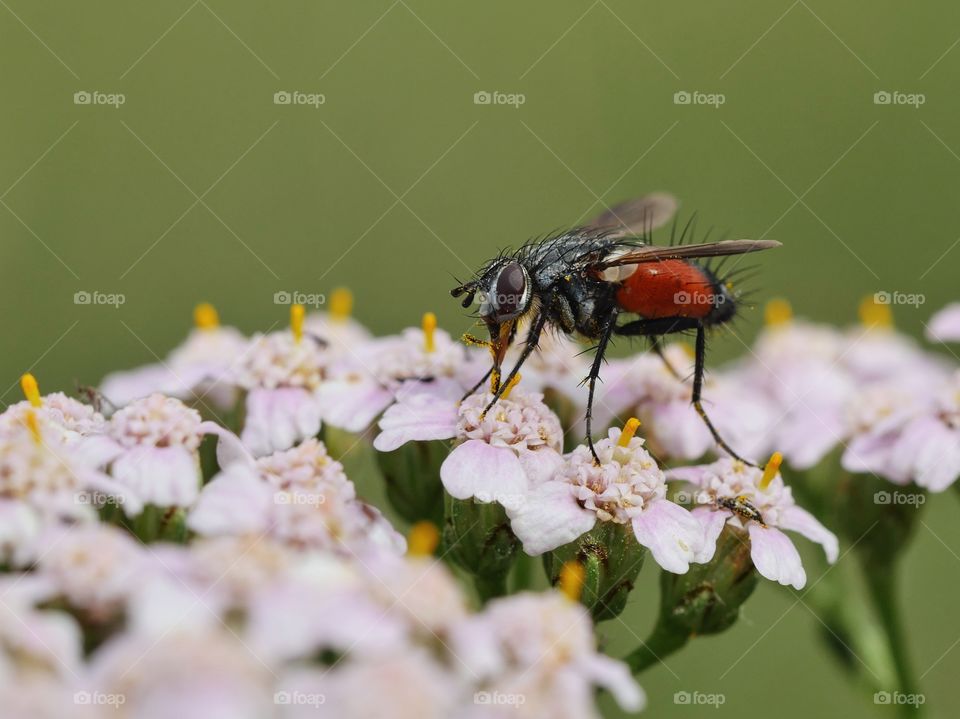 Side view close up of eriothrix rufomaculata fly