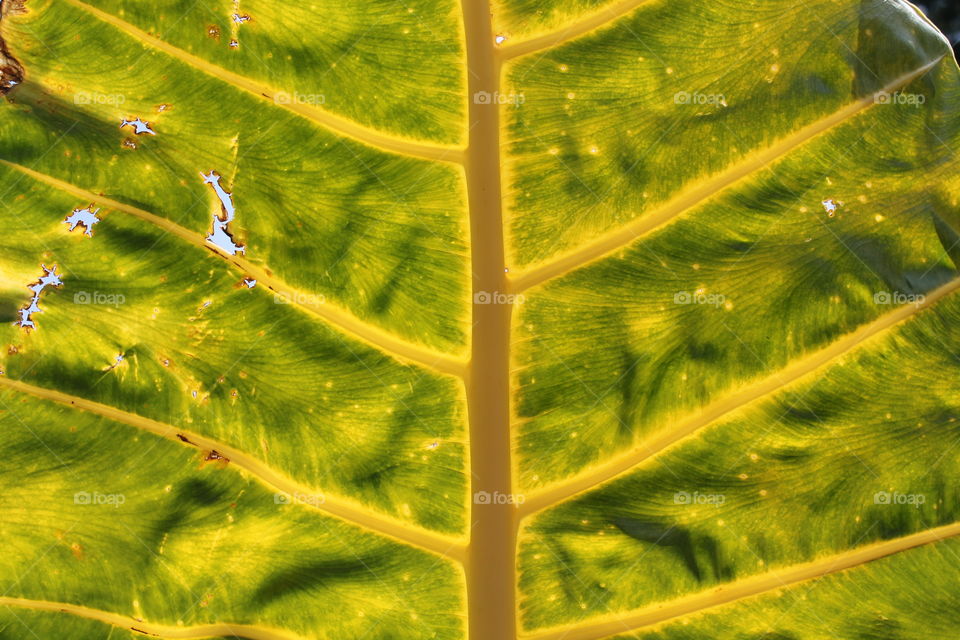 Full frame of weathered leaf