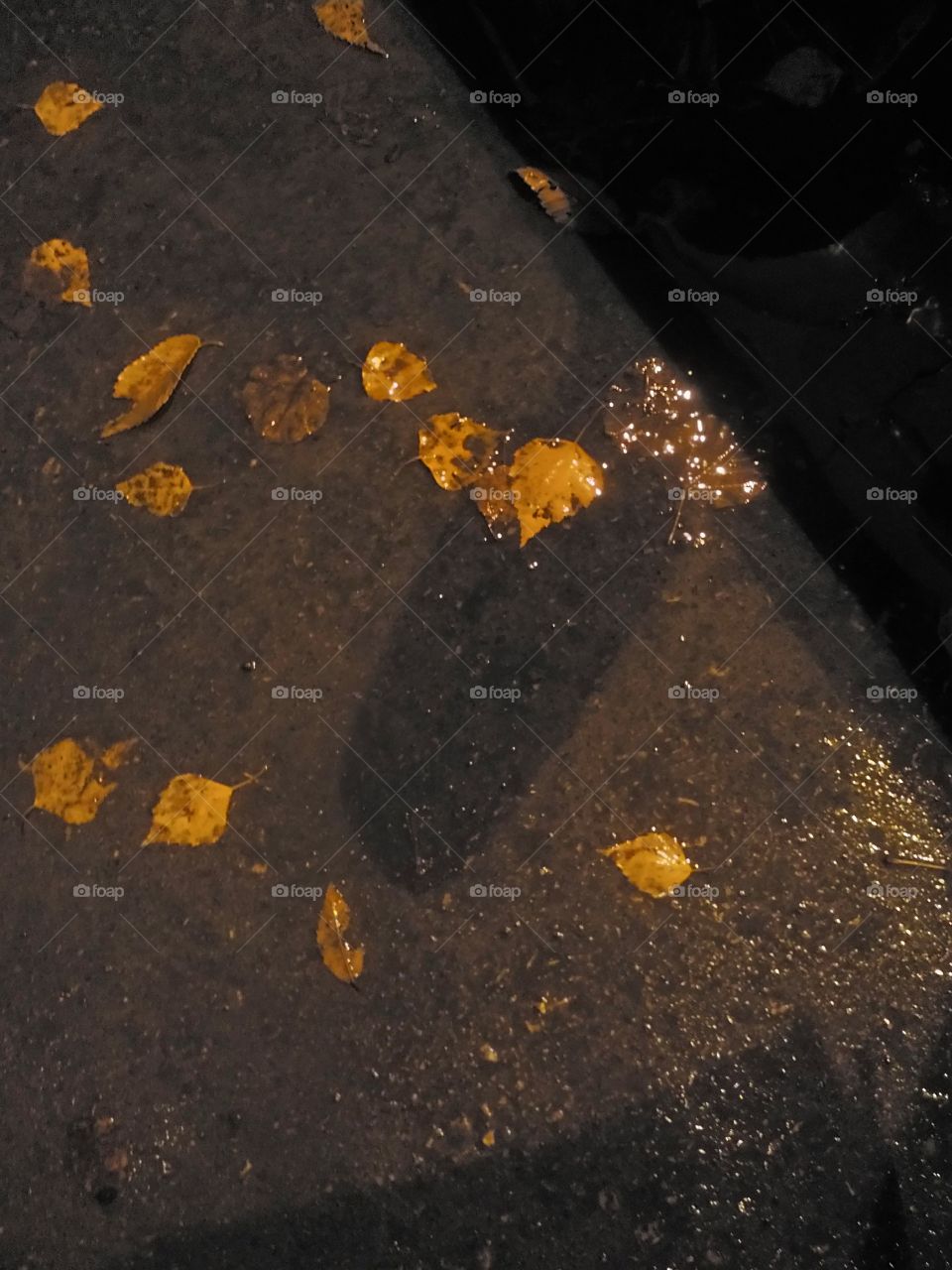 дорога, листья. золотые, отражение, вода, дождь.