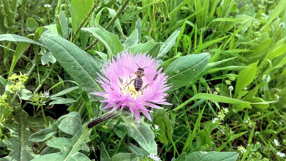 Bee eating flower pollen
