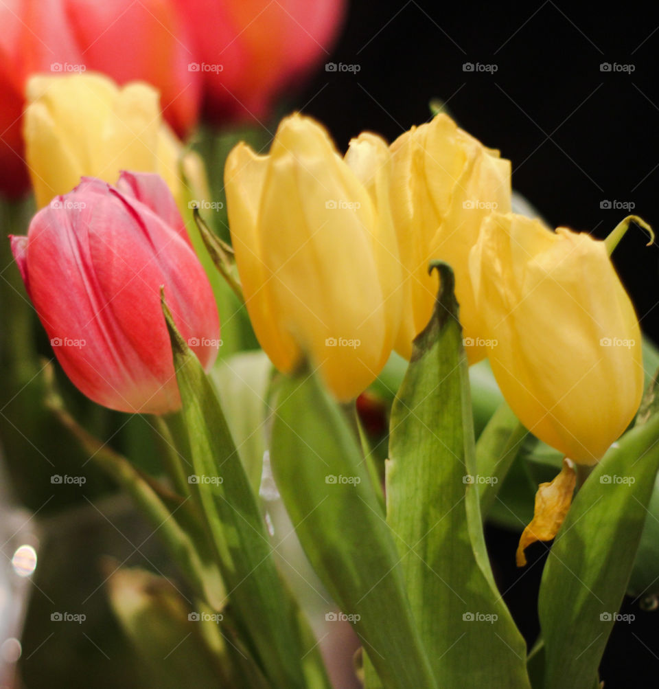 tulips