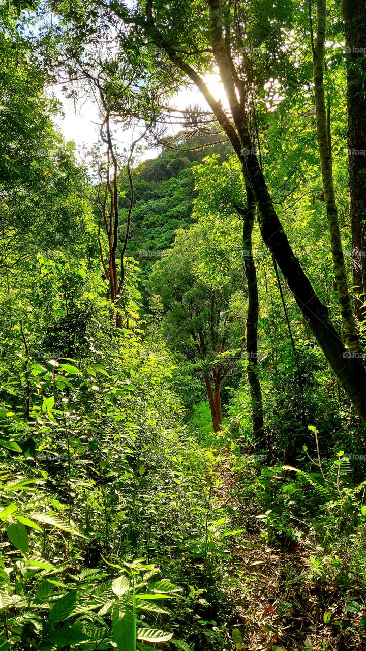 Explosão do verde, vida que pulsa neste espaço de mata preservada.