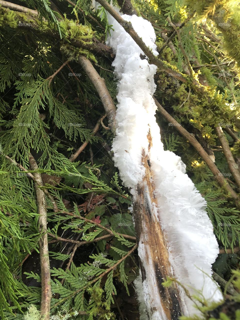 Unique frost formation in the forest