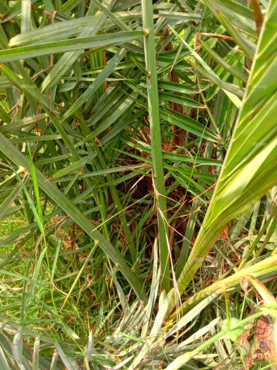 date Tree with dates and in honey shelter