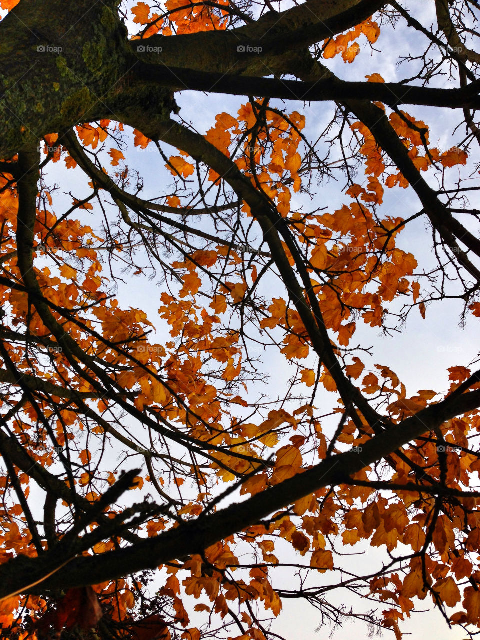 Fall, Leaf, Tree, Maple, Branch