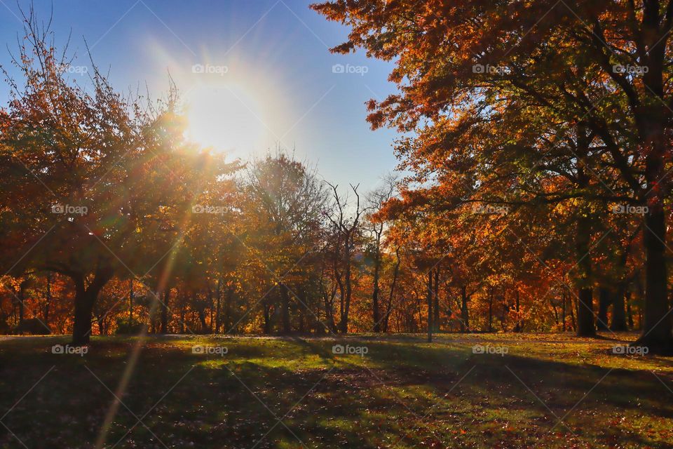 Autumn in the woods 