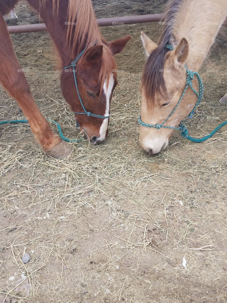 Two Horses eating together